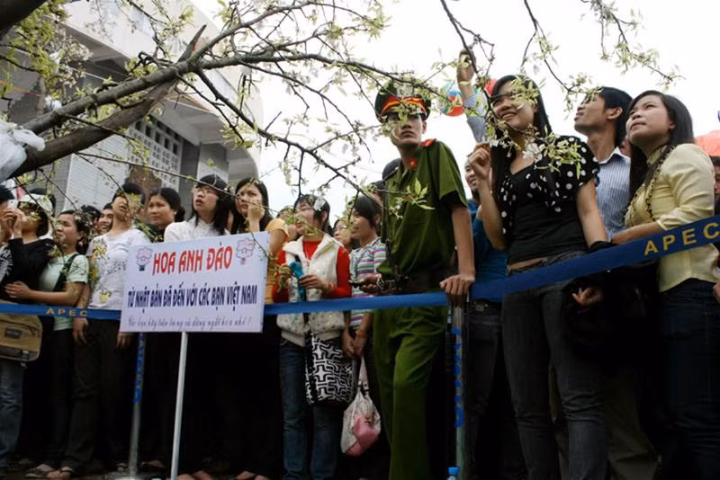 Tại các gốc anh đào thật, lực lượng cảnh sát đã phải rất vất vả để canh chừng và ngăn dòng du khách đang muốn tiến sát lại những cành anh đào.