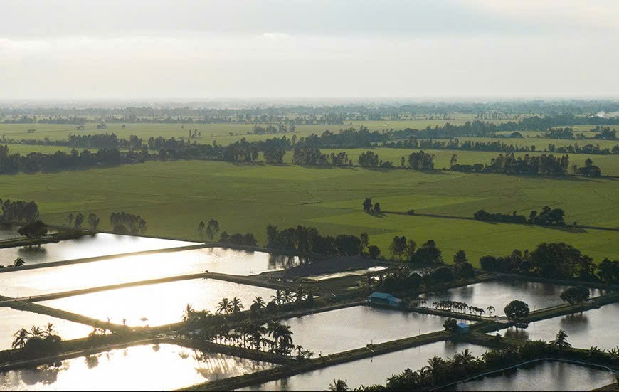 Vùng nuôi cá tra theo mô hình liên kết của IDI
