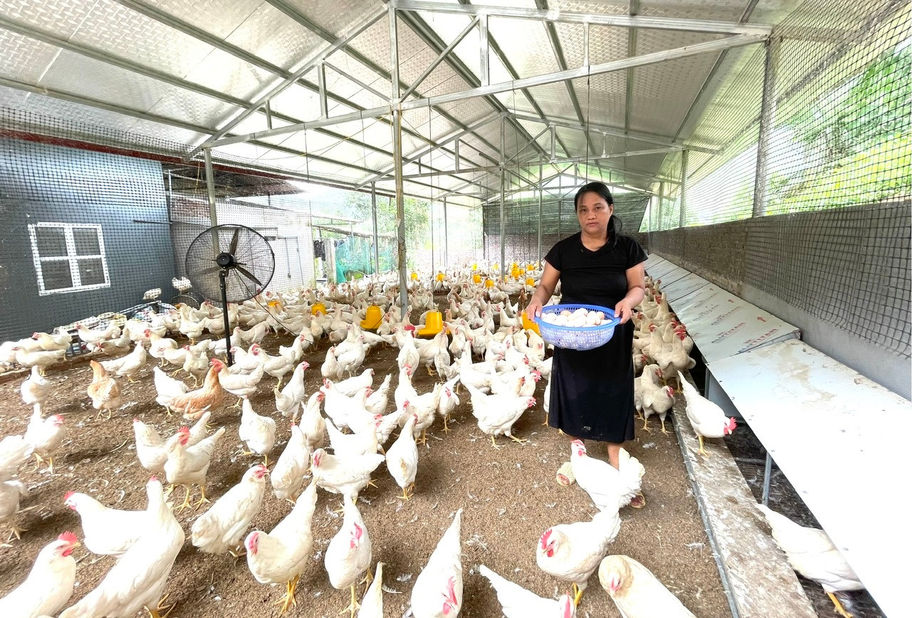 Chị Hoàng Thị Xuyến - bản Đao- xã Xuân Hòa đang thu hoạch trứng Chị Hoàng Thị Xuyến - bản Đao- xã Xuân Hòa đang thu hoạch trứng