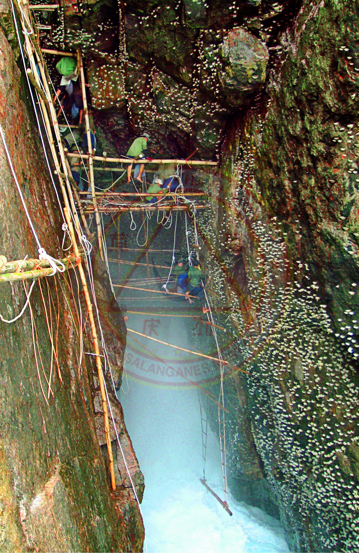 Khai thác yến sào tại đảo yến thiên nhiên Khánh Hòa Khai thác yến sào tại đảo yến thiên nhiên Khánh Hòa