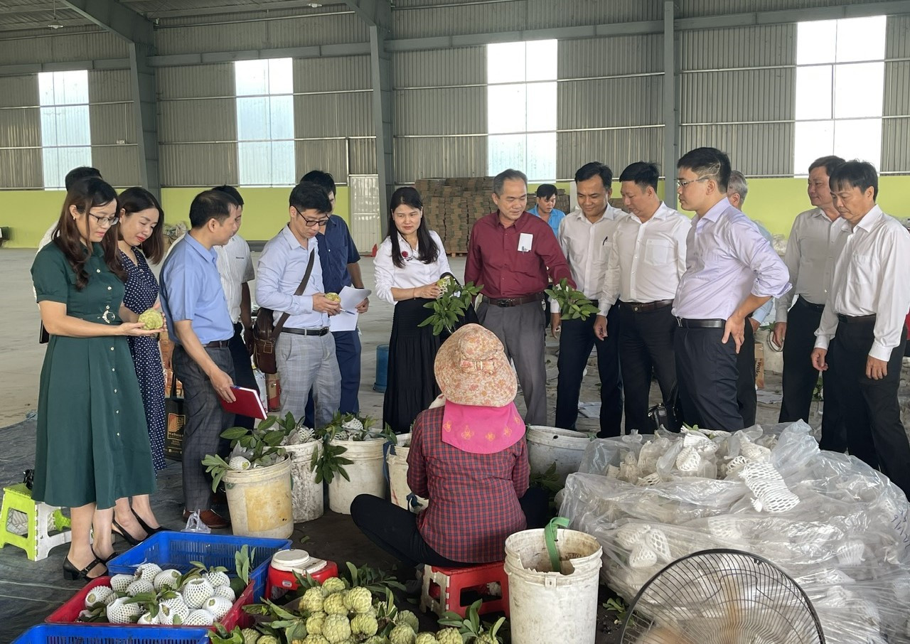 Đoàn công tác Ban chỉ đạo đổi mới phát triển kinh tế tập thể Trung ương thăm và làm việc tại Hợp tác xã Mãng cầu Thạnh Tân.