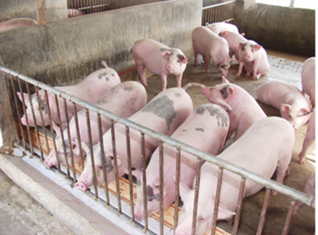 Chăn nuôi heo ở Tây Ninh