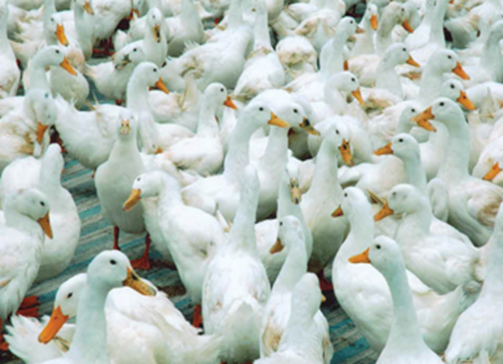 Vịt nuôi ở Tây Ninh