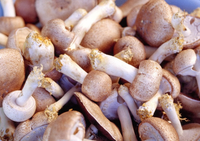 Chiết xuất từ sợi nấm Agaricus
