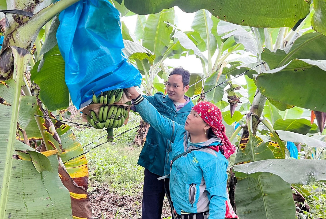 Chuối là cây trồng chủ lực giúp nhiều hộ dân trên địa bàn huyện Bảo Yên có nguồn thu ổn định.