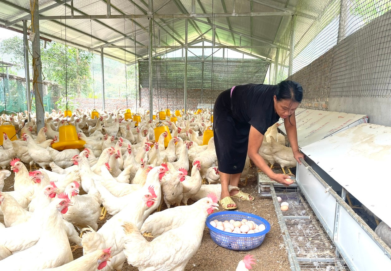 Mỗi ngày thu hoạch 1.000 quả trứng với giá bán trung bình từ 2.000đ đến 2.500 quả- trừ chi phí mỗi ngày chị thu lãi gần 01 triệu đồng Mỗi ngày thu hoạch 1.000 quả trứng với giá bán trung bình từ 2.000đ đến 2.500 quả- trừ chi phí mỗi ngày chị thu lãi gần 01 triệu đồng