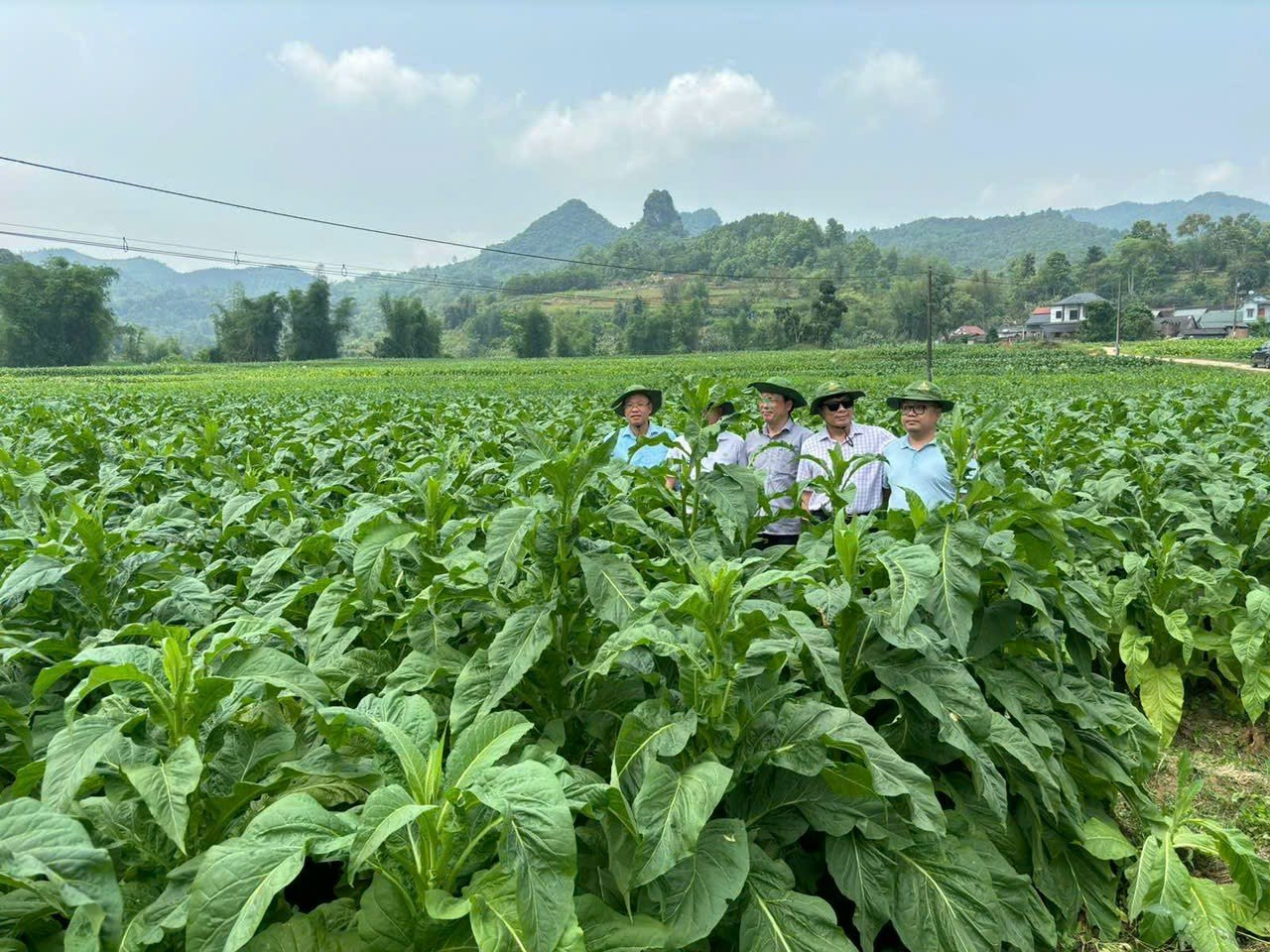 Cây thuốc lá tươi tốt tại Ngân Sơn Cây thuốc lá tươi tốt tại Ngân Sơn