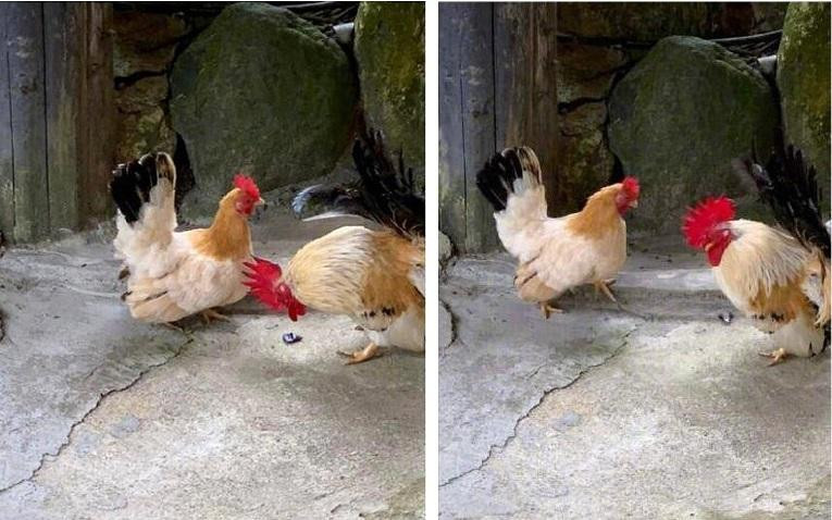 Mẹ Từ Hy Viên đăng ảnh hai con gà trên mạng xã hội, kèm theo những dòng trạng thái bực tức. Mẹ Từ Hy Viên đăng ảnh hai con gà trên mạng xã hội, kèm theo những dòng trạng thái bực tức.