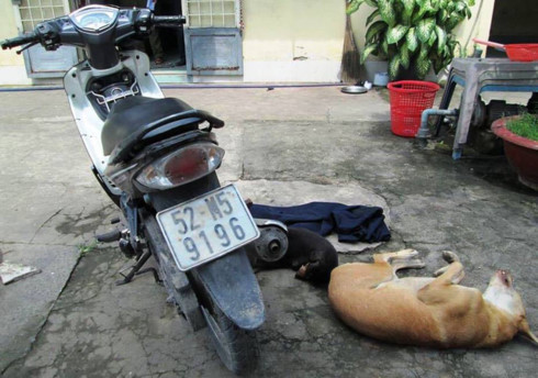 Bị truy đuổi, 'cẩu tặc' dùng nỏ bắn công an bị thương ảnh 1