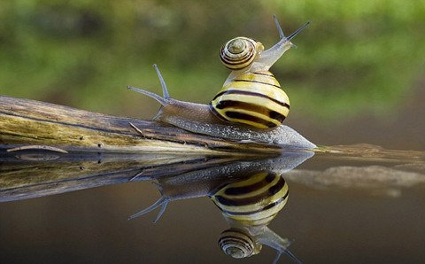 Tiếp đó, ốc sên nhỏ tiếp tục tấn công bằng cách leo lên lưng ốc sên lớn. 