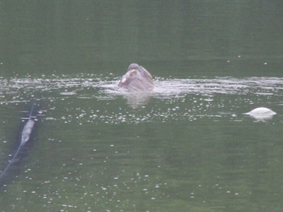 Việc có đưa Cụ Rùa lên bờ chữa bệnh hay không vẫn chưa ngã ngũ