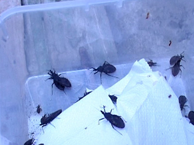 Ổ bọ xít có khoảng 500 con trưởng thành. Nguồn ảnh: VNExpress