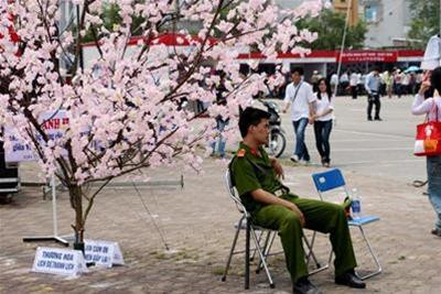 Hoa anh đào giả tại SVĐ Quần Ngựa (Hà Nội) sáng nay 10/4 cũng phải có cảnh sát canh chừng. Ảnh : Phan Kiền