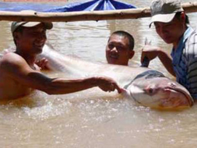 Trung tuần tháng 7/2012, người dân ở An giang bắt được 2 con cá tra dầu "khủng" nhưng cá đều chết ngay sau đó. Trung tuần tháng 7/2012, người dân ở An giang bắt được 2 con cá tra dầu