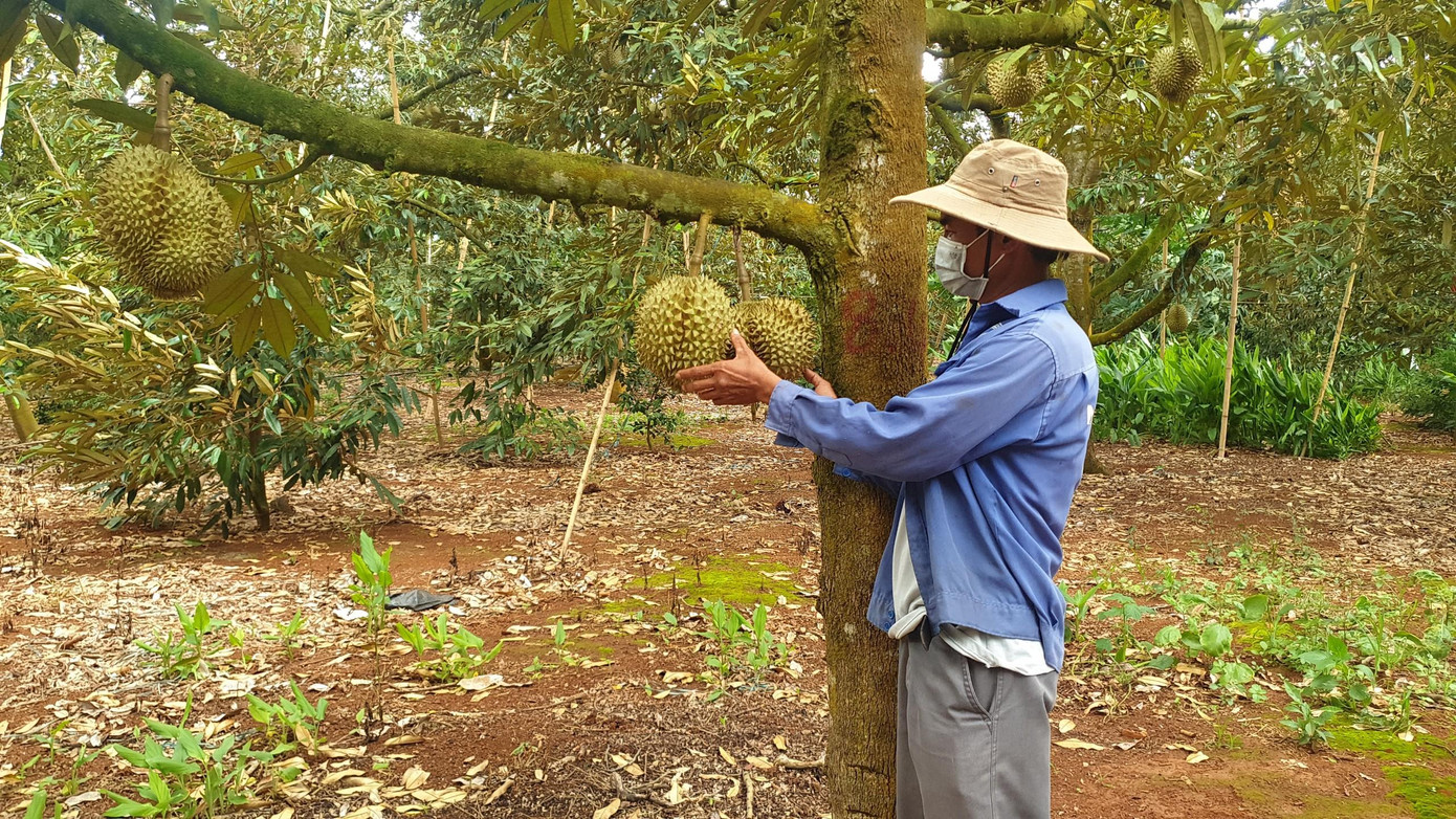 Sầu riêng của người dân hiện đang gặp khó khăn trong khâu tiêu thụ