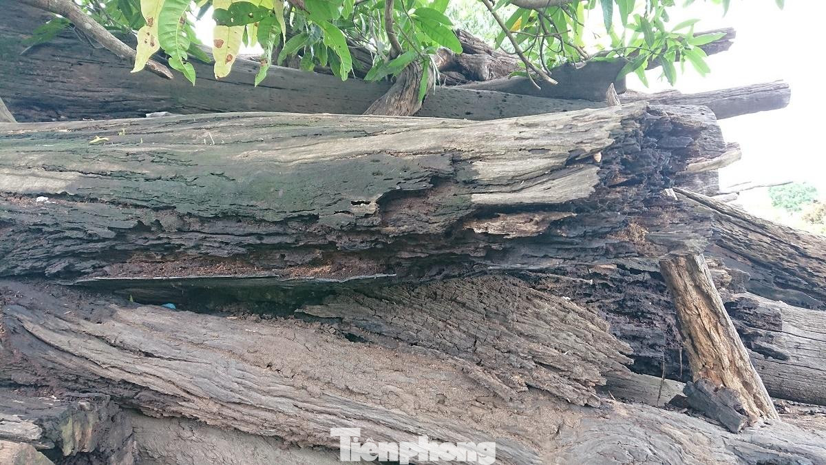 Trong số hơn 1.000m3 gỗ công sản, hầu hết đã bị mục nát Trong số hơn 1.000m3 gỗ công sản, hầu hết đã bị mục nát