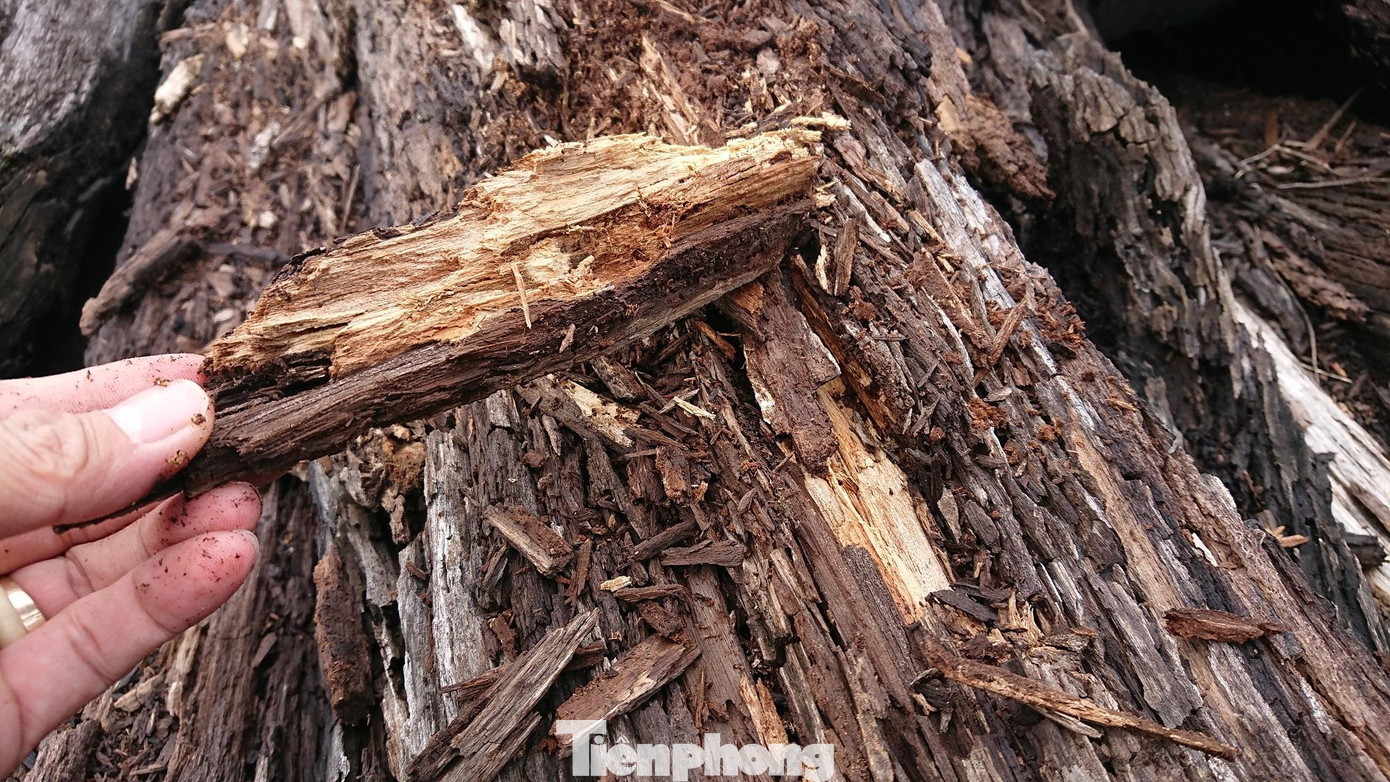 Hiện trạng hơn 1.000m3 gỗ công sản ở huyện Ea Súp Hiện trạng hơn 1.000m3 gỗ công sản ở huyện Ea Súp