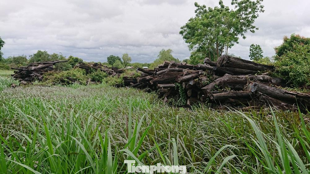 Hơn 1.000m3 gỗ để phơi nắng mưa, bị mục nát gần hết