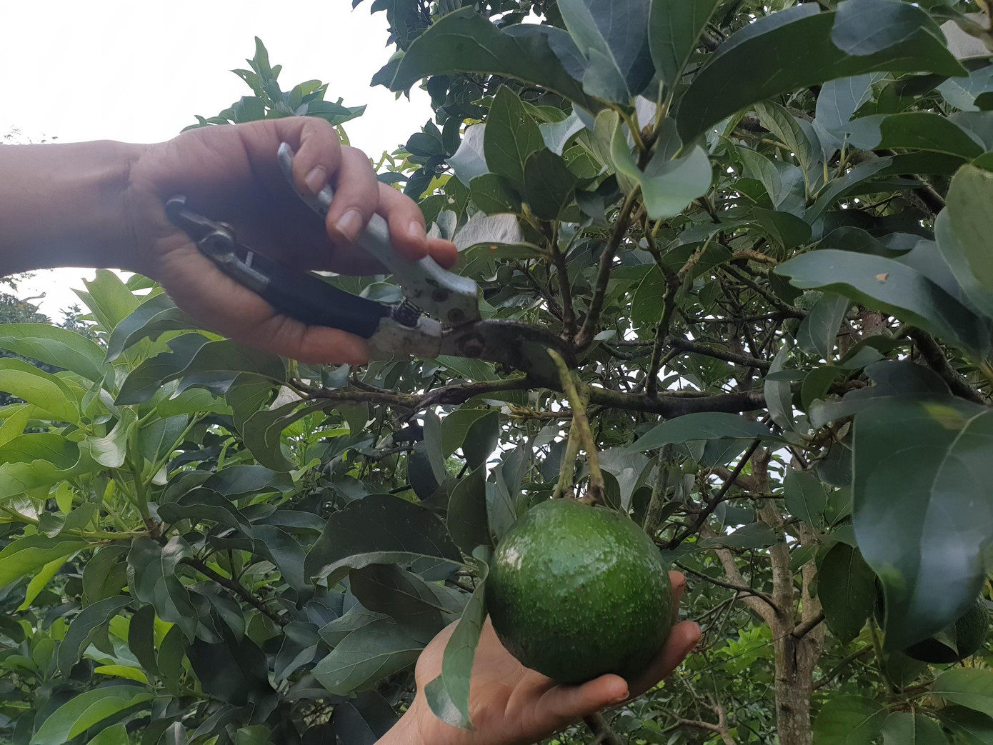 Giống bơ ở Tây Nguyên được thị trường nhiều nơi ưa chuộng cũng gặp khó trong bối cảnh dịch COVID-19