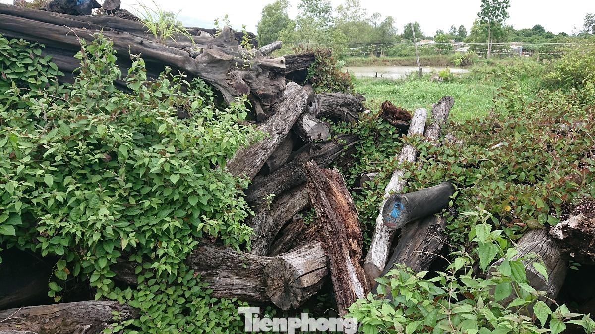Quản lý tài sản công theo kiểu "cha chung không ai khóc" khiến hơn 1.000m3 gỗ bị mục nát Quản lý tài sản công theo kiểu "cha chung không ai khóc" khiến hơn 1.000m3 gỗ bị mục nát
