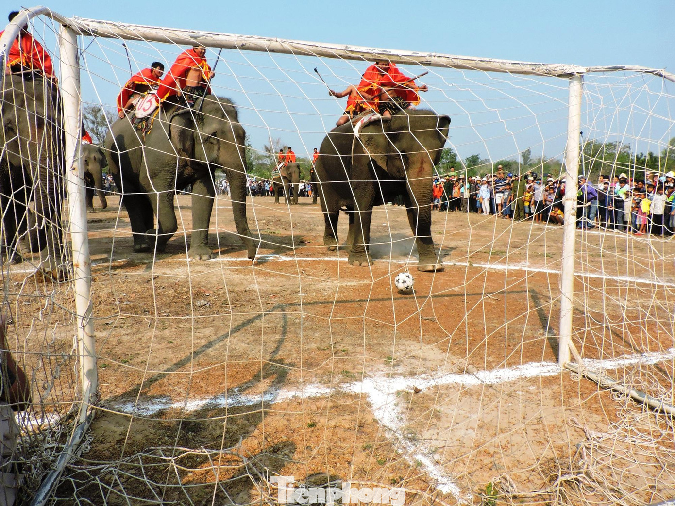Tham dự lễ hội, có khoảng 20 đến 30 con voi nhà, đều khỏe mạnh, dẻo dai và thông minh. Sau khi kết thúc đua voi (chạy nhanh cự li ngắn), các chú voi sẽ chuyển sang hình thức thi đấu đá bóng. Tham dự lễ hội, có khoảng 20 đến 30 con voi nhà, đều khỏe mạnh, dẻo dai và thông minh. Sau khi kết thúc đua voi (chạy nhanh cự li ngắn), các chú voi sẽ chuyển sang hình thức thi đấu đá bóng.