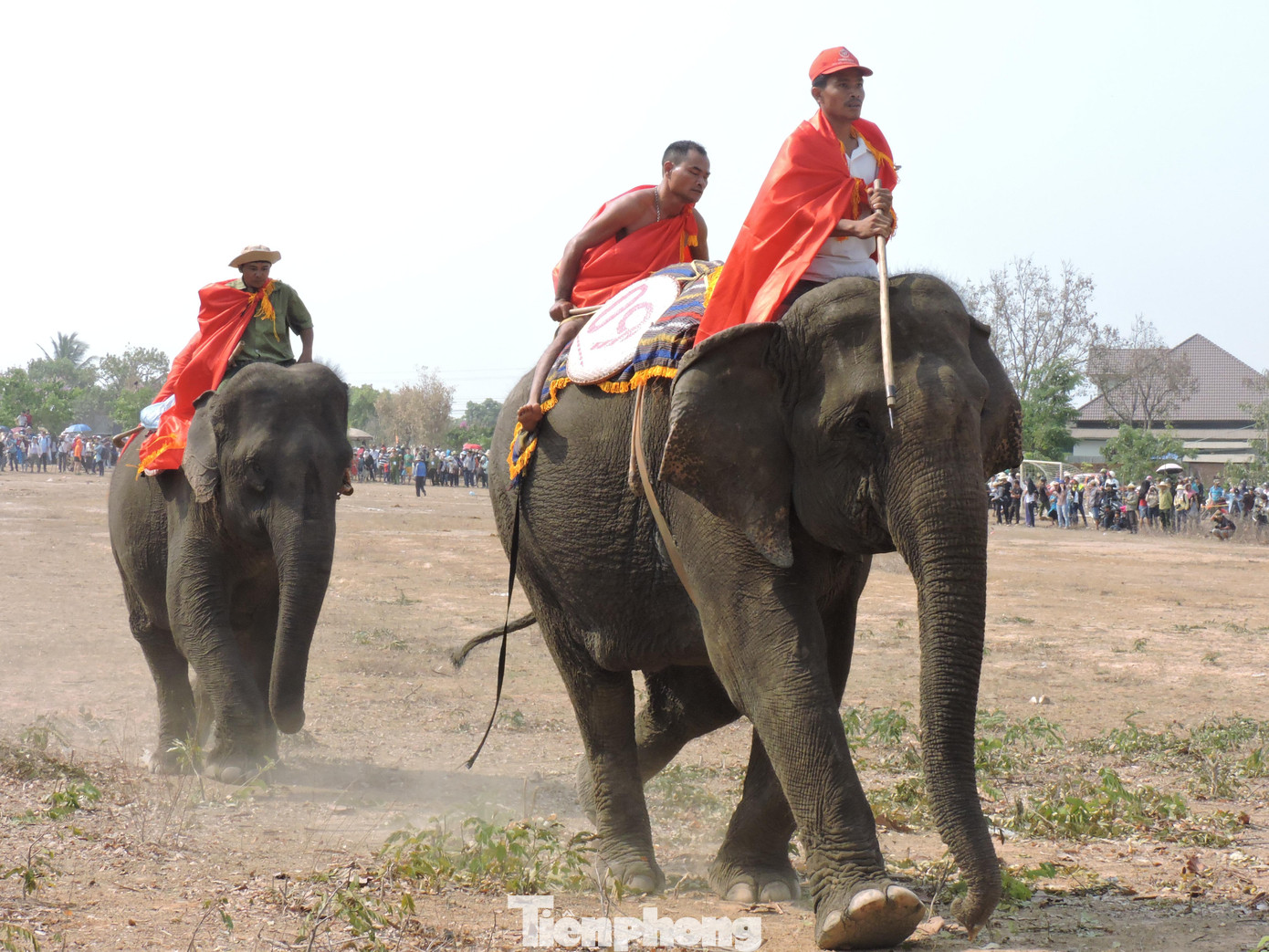 Những con voi tham dự cuộc đua voi đều đã được thuần dưỡng thành voi nhà. Việc tổ chức lễ hội này, ngoài những mục đích nói trên còn thể hiện một nét văn hóa riêng của cộng đồng các dân tộc ở Tây Nguyên trong việc thuần dưỡng voi. Voi không chỉ là một loài vật quý mà còn là người bạn, người đồng hành, một thành viên thân thiết trong mỗi gia đình. Những con voi tham dự cuộc đua voi đều đã được thuần dưỡng thành voi nhà. Việc tổ chức lễ hội này, ngoài những mục đích nói trên còn thể hiện một nét văn hóa riêng của cộng đồng các dân tộc ở Tây Nguyên trong việc thuần dưỡng voi. Voi không chỉ là một loài vật quý mà còn là người bạn, người đồng hành, một thành viên thân thiết trong mỗi gia đình.