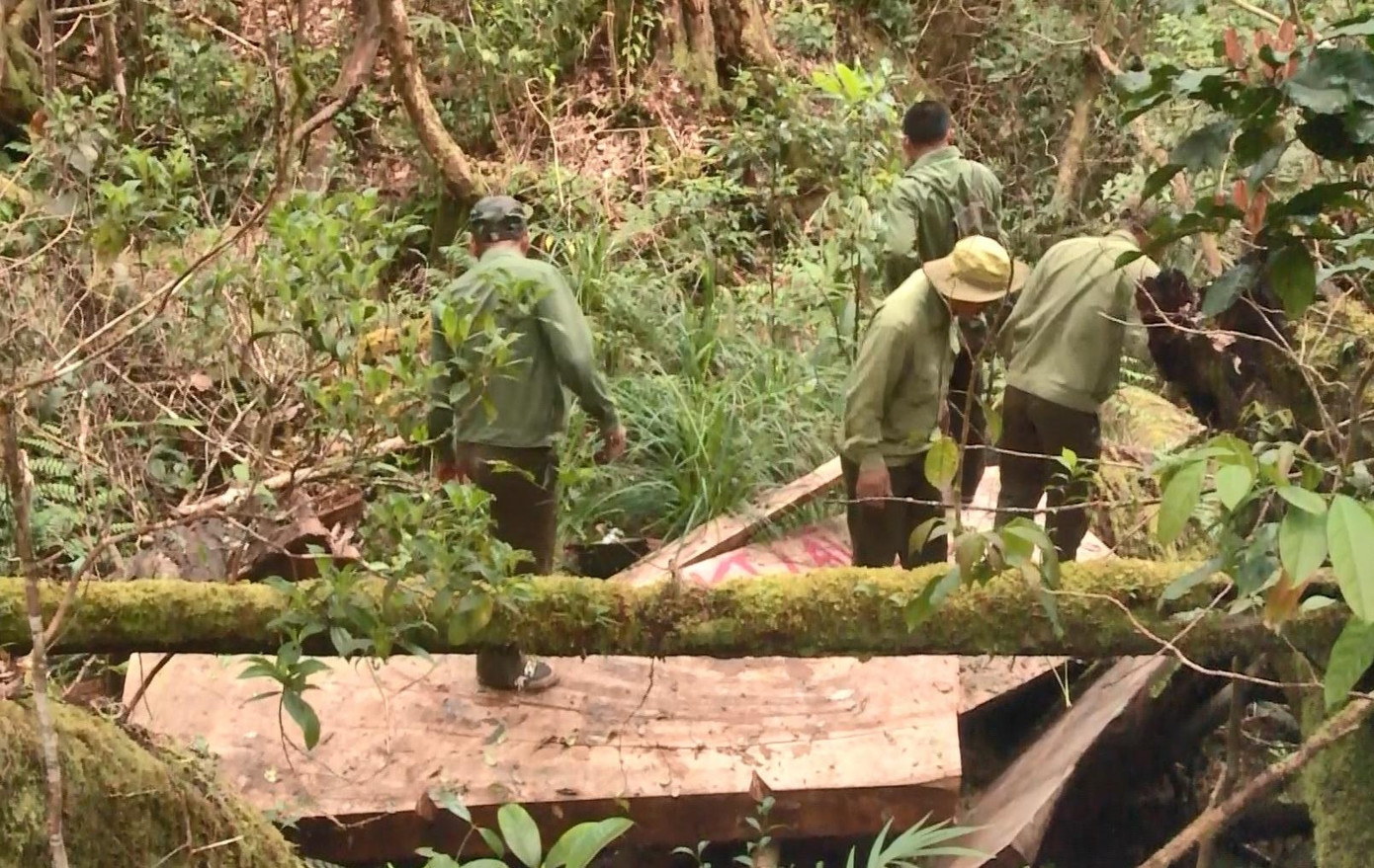 Gỗ Pơ mu đã được xẻ thành hộp chưa kịp đưa ra ngoài Gỗ Pơ mu đã được xẻ thành hộp chưa kịp đưa ra ngoài