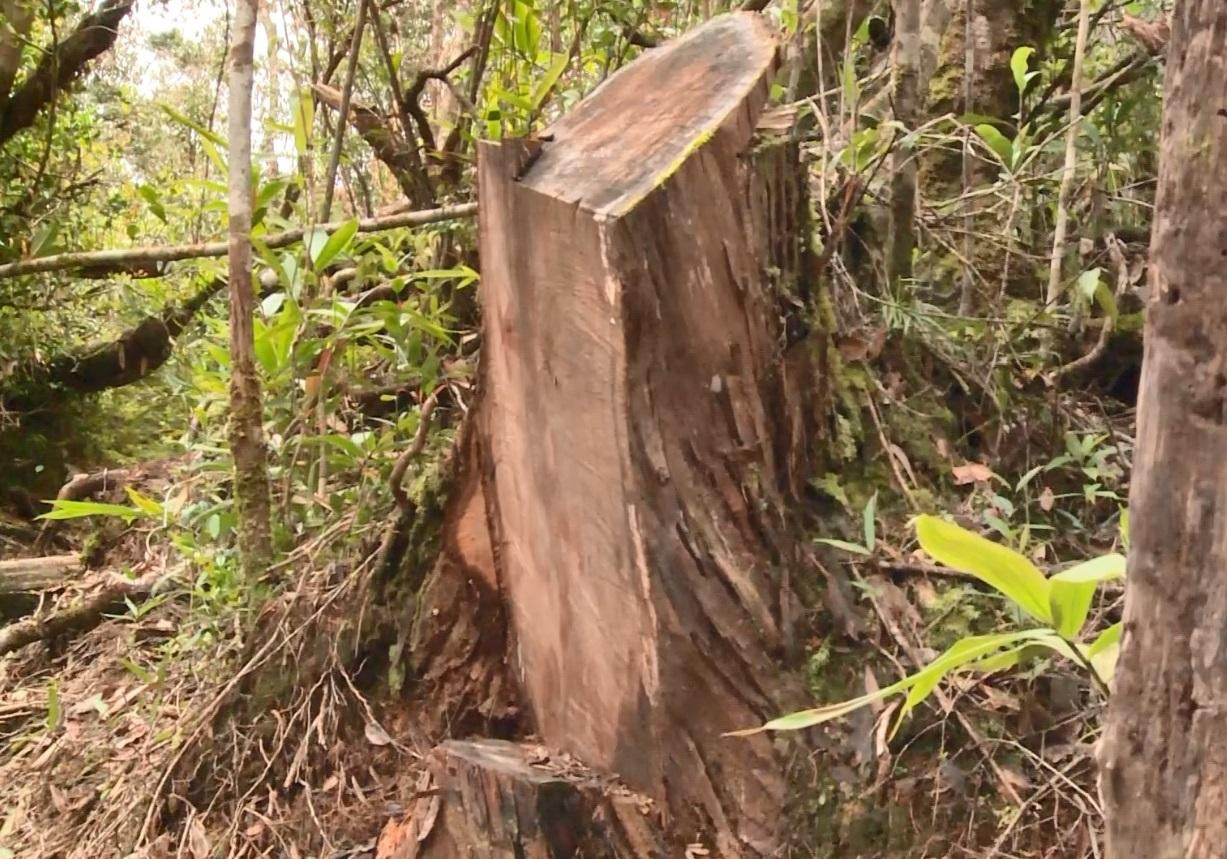 Gỗ bị khai thác, cây đã chết khô Gỗ bị khai thác, cây đã chết khô