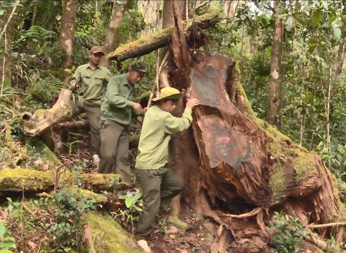 Một cây gỗ Pơ mu 'khủng" bị cưa hạ Một cây gỗ Pơ mu 'khủng" bị cưa hạ
