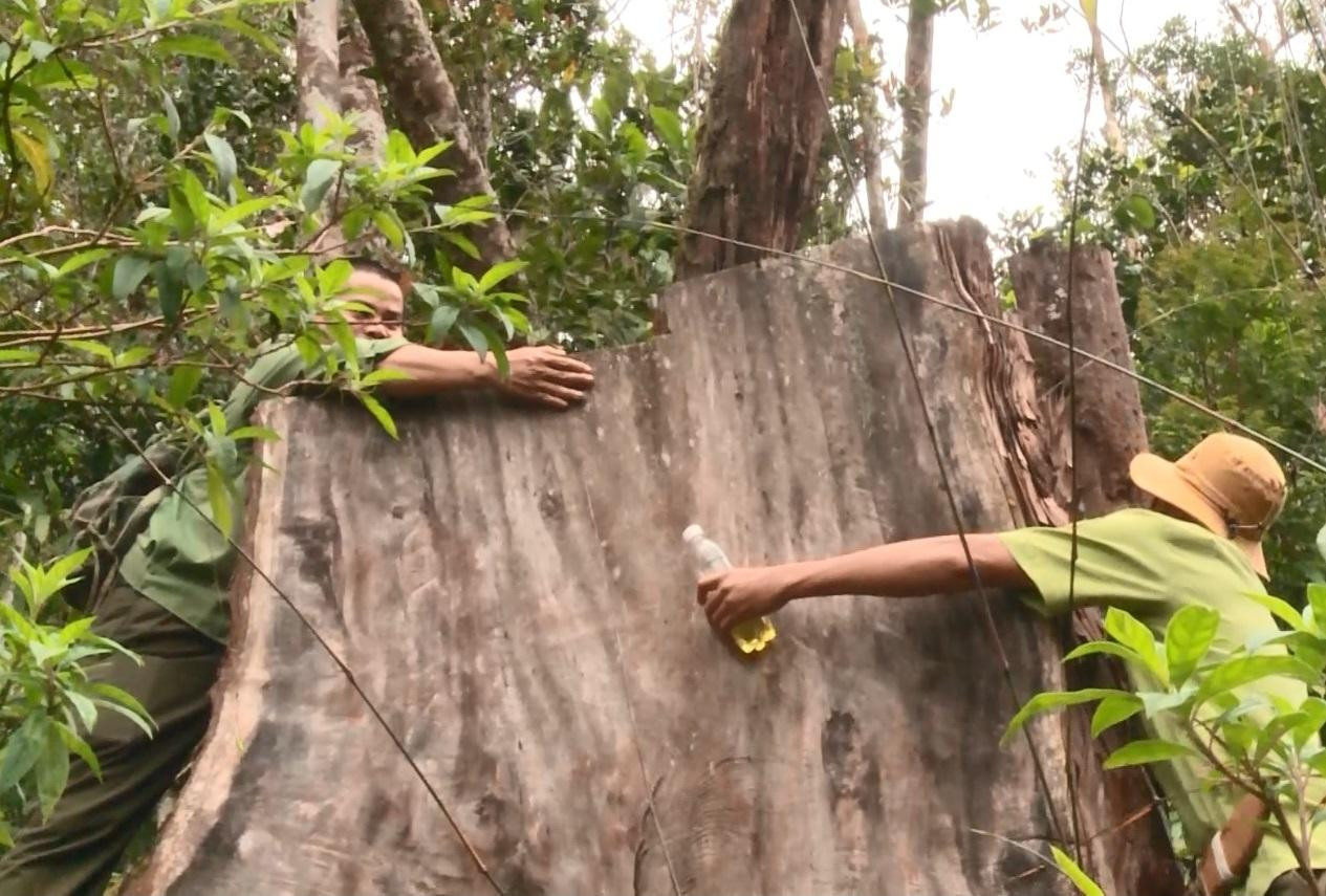 Một gốc cây gỗ Pơ mu có đường kính bằng 2 sải tay người lớn Một gốc cây gỗ Pơ mu có đường kính bằng 2 sải tay người lớn