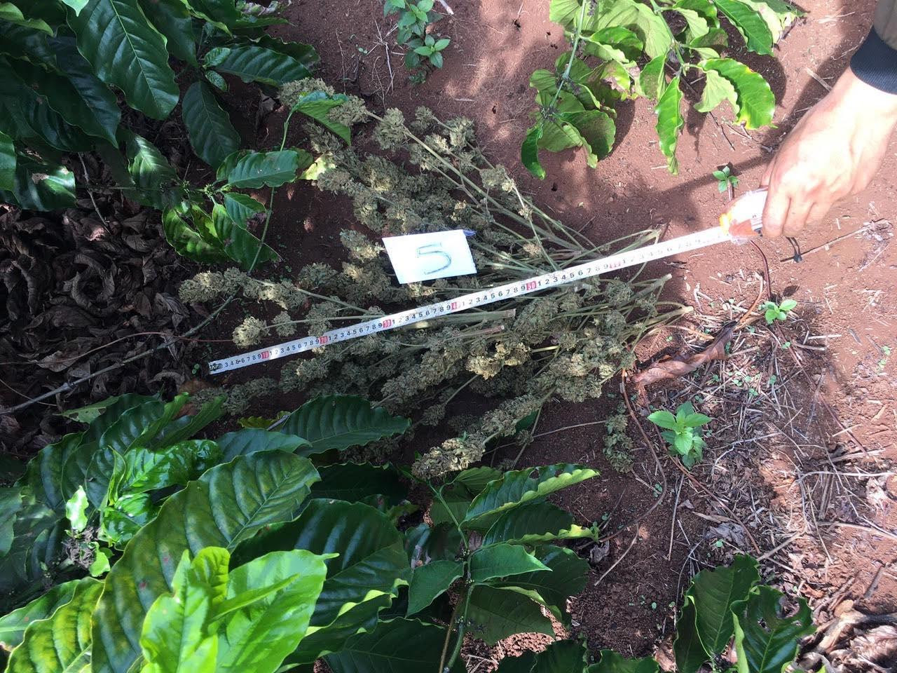 Cần sa khô trong vườn nhà ông Năm Cần sa khô trong vườn nhà ông Năm