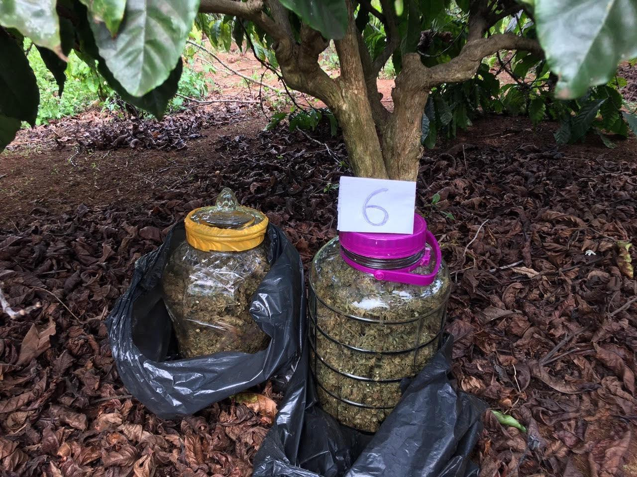 Vợ chồng ông Năm cấu giấu hoa cần sa khô trong bình thủy tinh Vợ chồng ông Năm cấu giấu hoa cần sa khô trong bình thủy tinh