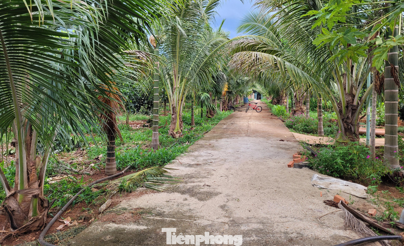 Một hộ dân ở thị trấn Ea Pốk tự mở đường trên rẫy để phân lô, bán nền Một hộ dân ở thị trấn Ea Pốk tự mở đường trên rẫy để phân lô, bán nền