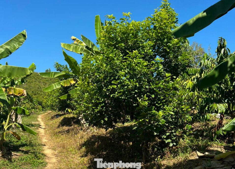 Nhiều cây ăn quả trồng trên phần đất của gia đình ông Nguyễn Thanh Sơn