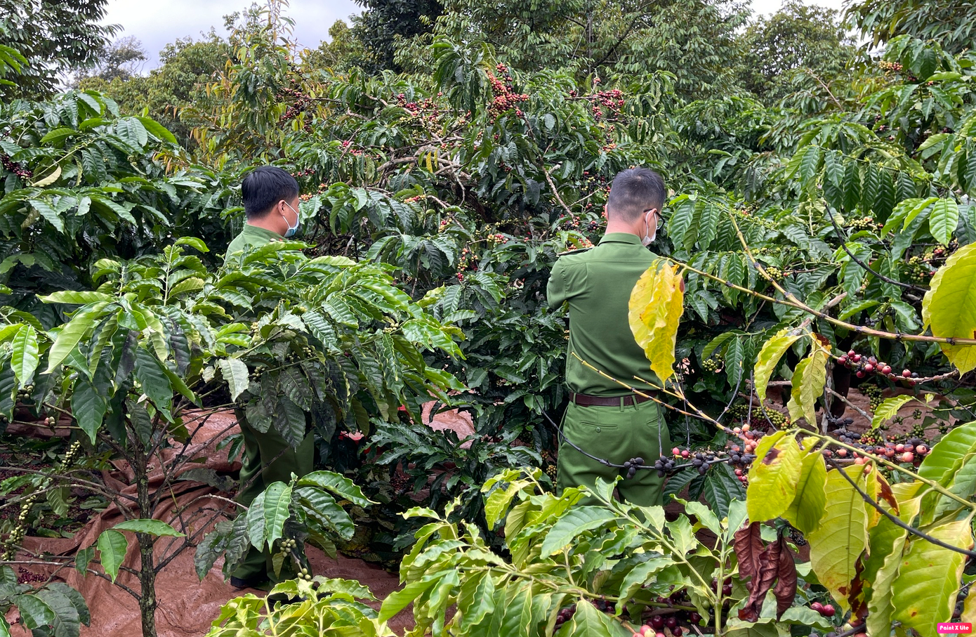 Công an ở các địa phương tỉnh Đắk Lắk vào tận rẫy cà phê nhắc nhở người dân chủ động phòng ngừa nạn trộm cắp tài sản cuối năm
