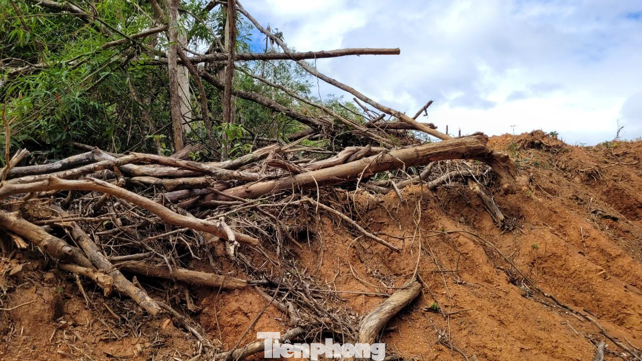 Dự án đường Trường Sơn Đông hủy hoại nhiều diện tích rừng Dự án đường Trường Sơn Đông hủy hoại nhiều diện tích rừng