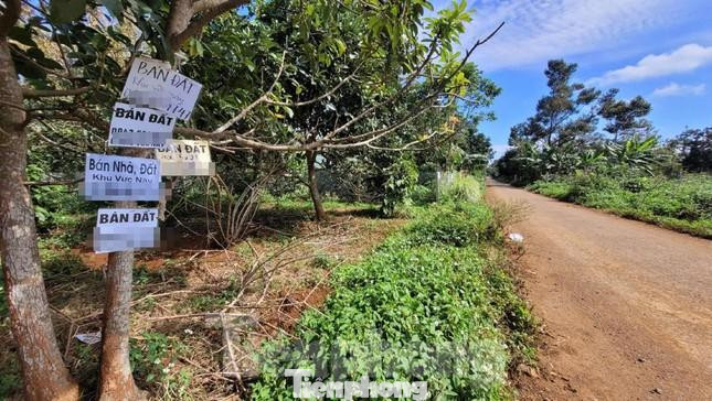 Bảng rao bán đất được gắn chi chít trên cây Bảng rao bán đất được gắn chi chít trên cây