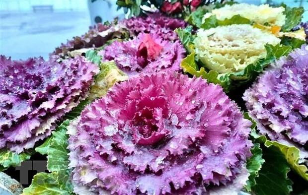 Băng tuyết phủ một lơp mỏng trên hoa và cây cỏ trên đỉnh Fansipan tạo khung cảnh rất đẹp. (Ảnh: Quốc Khánh/TTXVN) Băng tuyết phủ một lơp mỏng trên hoa và cây cỏ trên đỉnh Fansipan tạo khung cảnh rất đẹp. (Ảnh: Quốc Khánh/TTXVN)