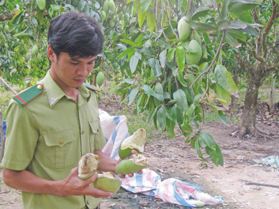 Xoài của nông dân bị voi giật rụng, giẫm phá