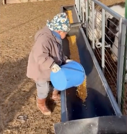 Cậu bé đổ ngô cho dê ăn Cậu bé đổ ngô cho dê ăn