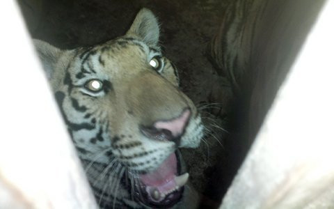 Một trong số 4 con hổ tại 1 hộ gia đình mà chúng tôi được tận mắt chứng kiến