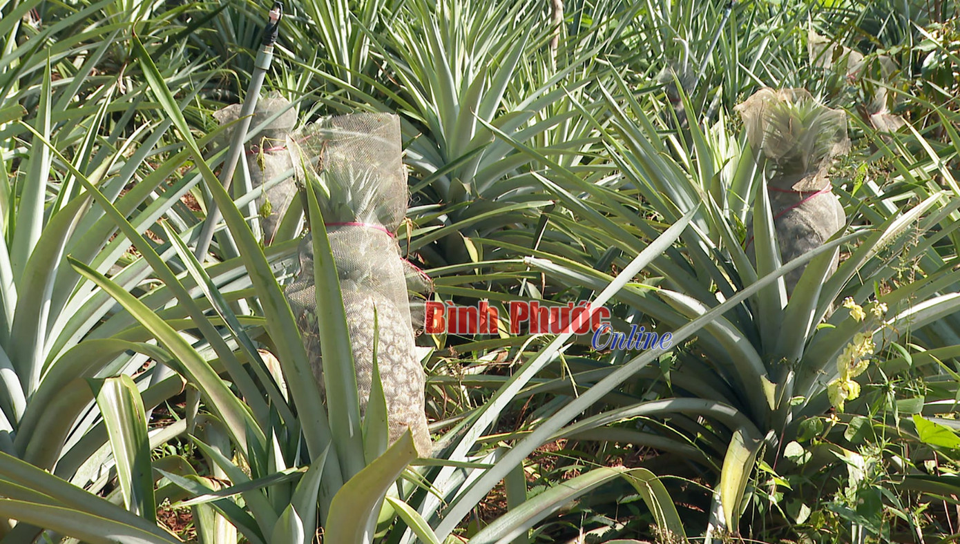 Thơm tây là giống cây trồng thích hợp trồng trên đất đồi dốc ở tỉnh Bình Phước.