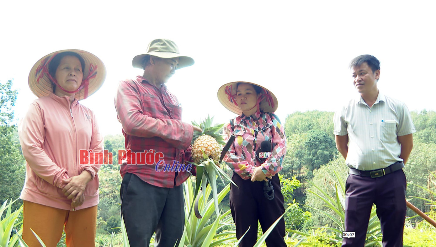 Ông Huỳnh Văn Thức, phường Phước Bình, thị xã Phước Long (tỉnh Bình Phước) (thứ hai từ trái qua) giới thiệu về đặc điểm của trái thơm tây, tức là trái dứa MD2.