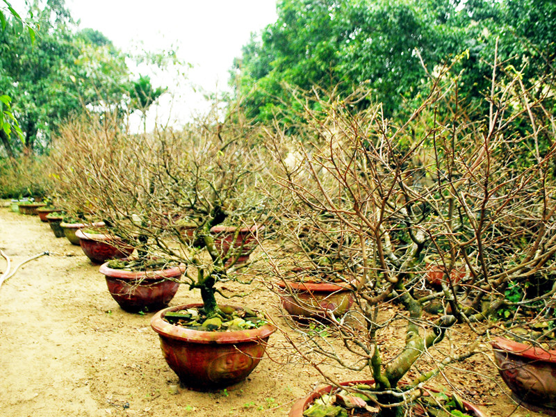 Vườn mai thế tuyệt đẹp này có thế lỗi hẹn nở dịp Tết. Ảnh: N.Cường