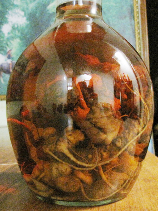 Hũ rượu sâm Ngọc Linh này khó biết thật giả. Hũ rượu sâm Ngọc Linh này khó biết thật giả