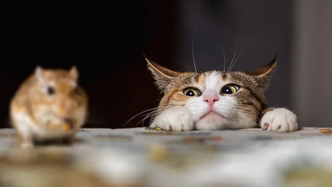 “Meo meo meo, đã là mèo phải bắt chuột...”. Ảnh: Shutterstock.