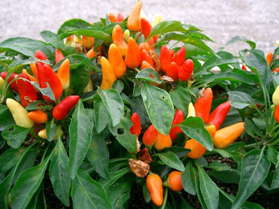 Cây ớt Capsicum annuum