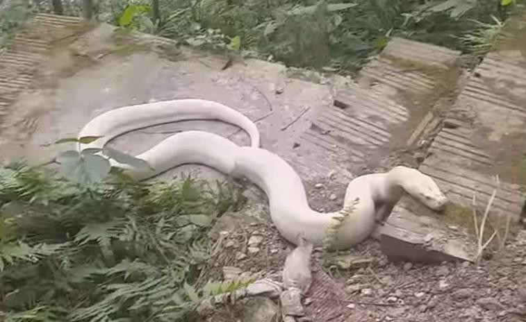 Hình ảnh trăn "khủng" màu trắng được người dân lan truyền.