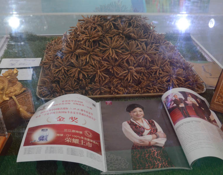 Đông trùng hạ thảo.