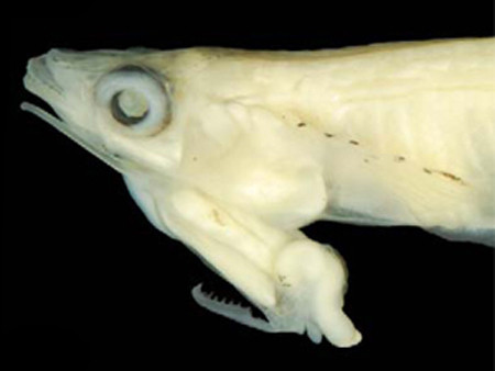 P. cuulong với cơ quan sinh dục nằm ngay dưới cằm. Ảnh: LX Tran. P. cuulong với cơ quan sinh dục nằm ngay dưới cằm. Ảnh: LX Tran